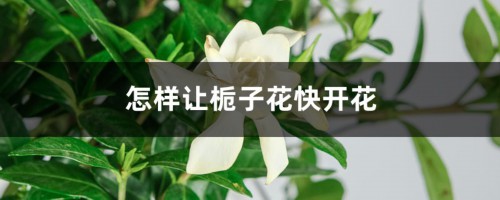 怎样让栀子花快开花