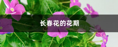 长春花的花期