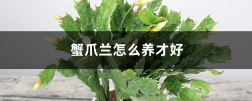 蟹爪兰怎么养才好