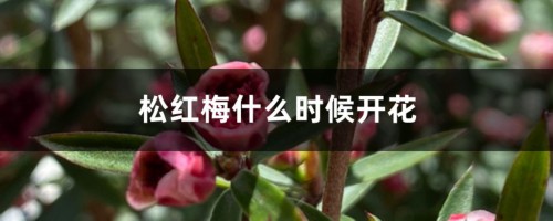 松红梅什么时候开花