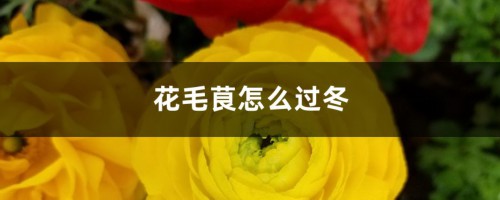 花毛茛怎么过冬