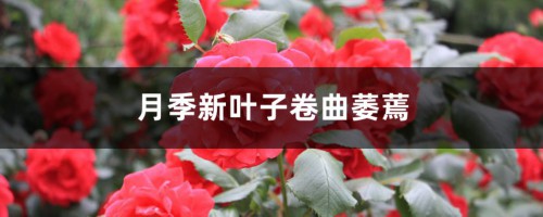 月季新叶子卷曲萎蔫