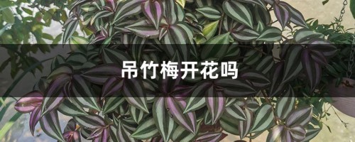 吊竹梅开花吗