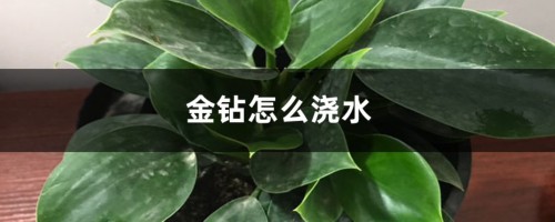 金钻怎么浇水