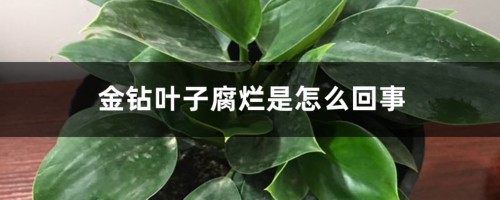 金钻叶子腐烂是怎么回事