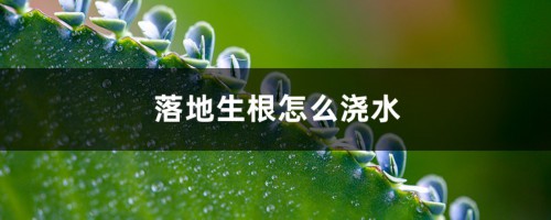 落地生根怎么浇水