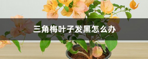 三角梅叶子发黑怎么办