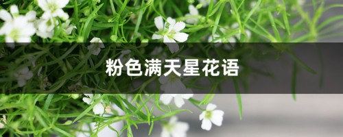 粉色满天星花语，满天星的寓意