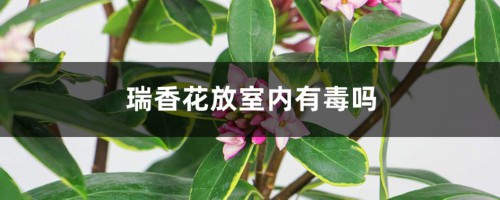 瑞香花放室内有毒吗