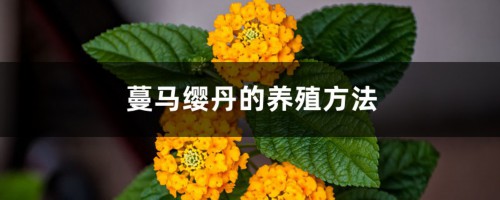 蔓马缨丹的养殖方法