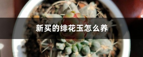 新买的绯花玉怎么养