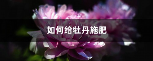 牡丹施肥方法，用什么肥好