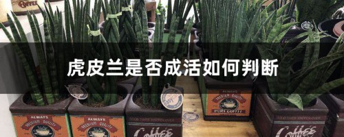 虎皮兰是否成活如何判断，换盆后成活几率大吗