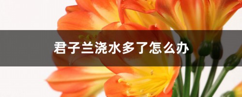 君子兰浇水多了怎么办，叶子发黄是什么原因