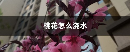 桃花怎么浇水，盆栽桃花多久浇水一次