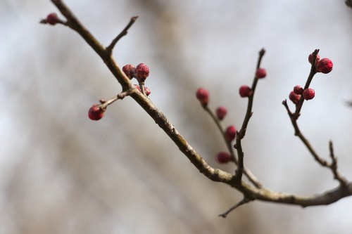 梅花