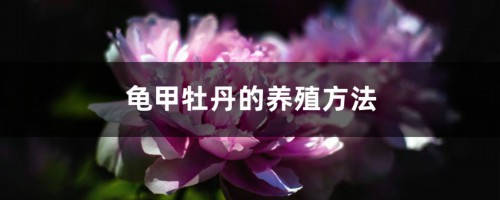 龟甲牡丹的养殖方法和注意事项