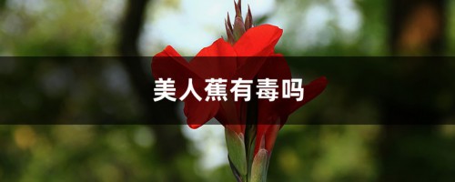 美人蕉有毒吗