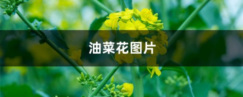 油菜花图片（形态特征和养护方法简介）