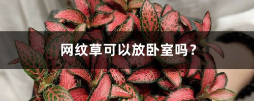 网纹草可以放卧室吗？