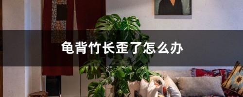 龟背竹长歪了怎么办