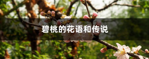 碧桃的花语和传说