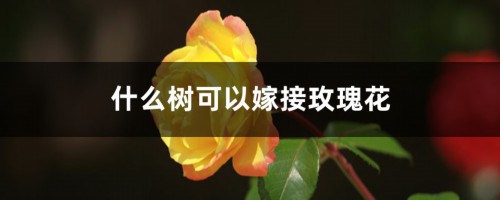 玫瑰花可以嫁接什么树，该怎么嫁接？