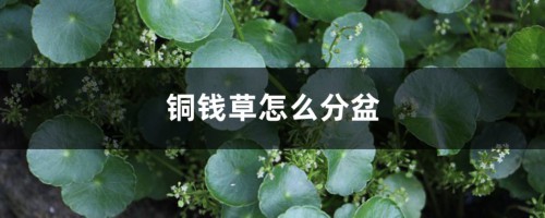 铜钱草分盆方法和日常养护