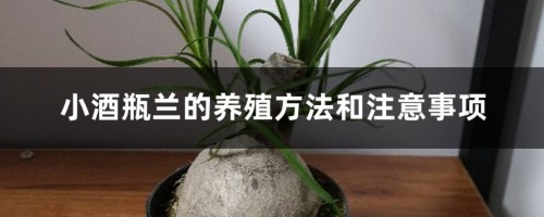 小酒瓶兰的养殖方法和注意事项