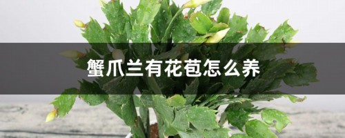 蟹爪兰有花苞怎么养