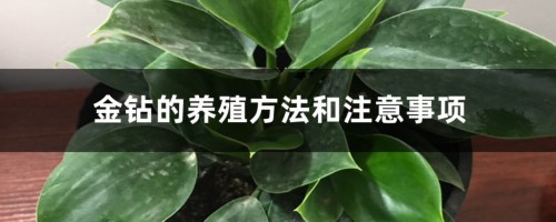 金钻的养殖方法和注意事项