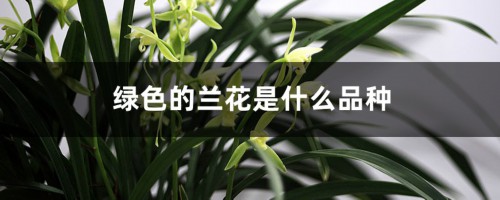 绿色的兰花是什么品种