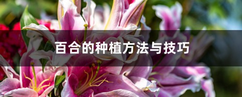 百合种植方法和时间，花后怎么处理