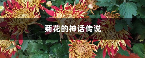 菊花的神话传说