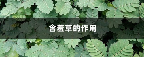 含羞草的作用有哪些