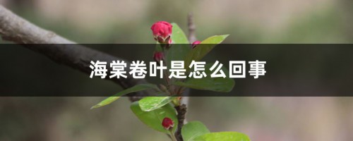 海棠卷叶、叶子发黄枯萎是怎么回事