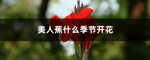 美人蕉什么季节开花