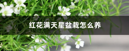 红花满天星盆栽怎么养