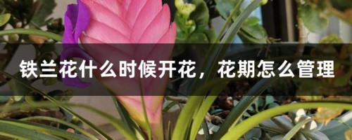 铁兰花什么时候开花，花期怎么管理