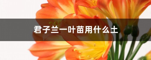 君子兰一叶苗用什么土