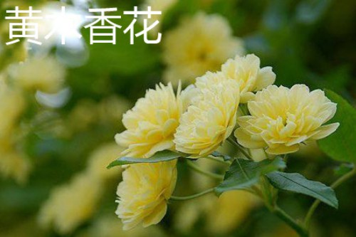 黄木香花