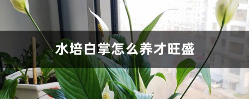 水培白掌怎么养才旺盛