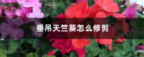 垂吊天竺葵怎么修剪，如何打顶，修剪时间是什么