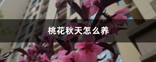 桃花秋天怎么养