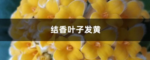 结香黄叶的原因和处理办法