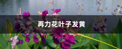 再力花黄叶的原因和处理办法