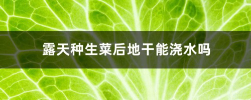 露天种生菜后地干能浇水吗，生菜如何烫水不会黄