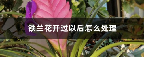 铁兰花开过以后怎么处理，怎么养才能再开花