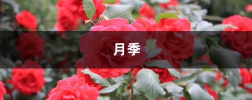 中国这17种月季，花大饱满，比欧月好看多了！