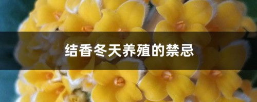 结香冬天养殖的禁忌